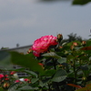 神代植物公園のバラ（１）