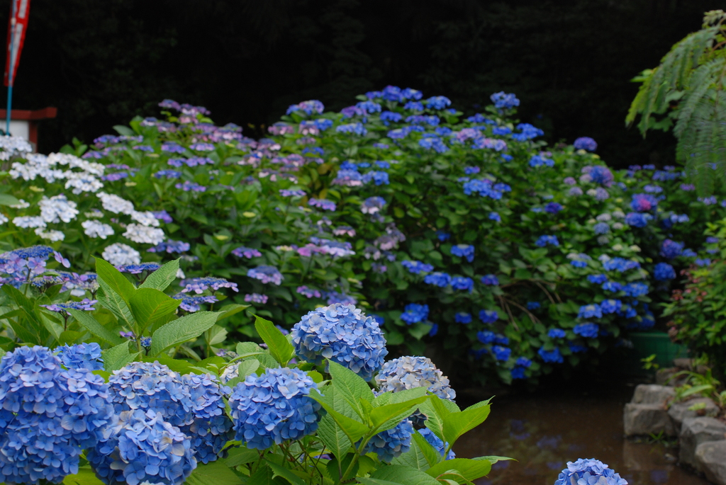 高幡不動の紫陽花（１）