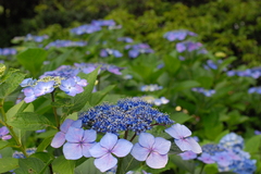 高幡不動の紫陽花（４）