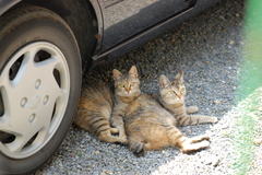 くつろぐ猫親子