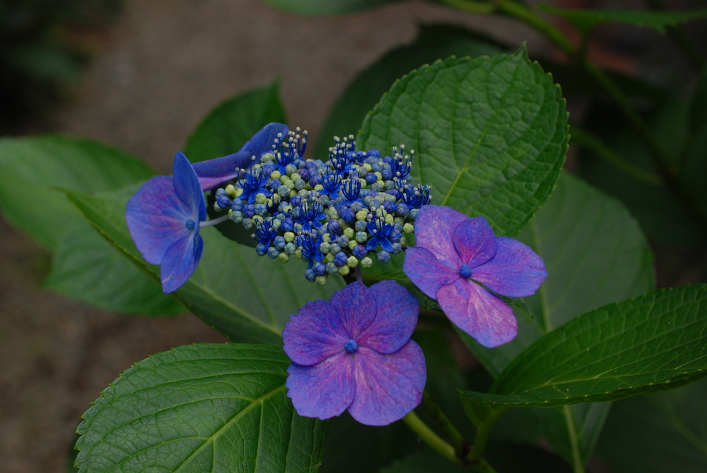 高幡不動の紫陽花（７）