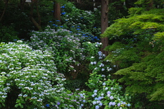 高幡不動の紫陽花（６）