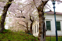 函館公園の桜