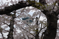 五稜郭公園の桜