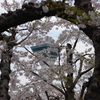 五稜郭公園の桜