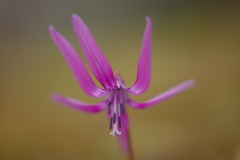 かたくりの花