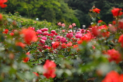 神代植物公園のバラ（４）