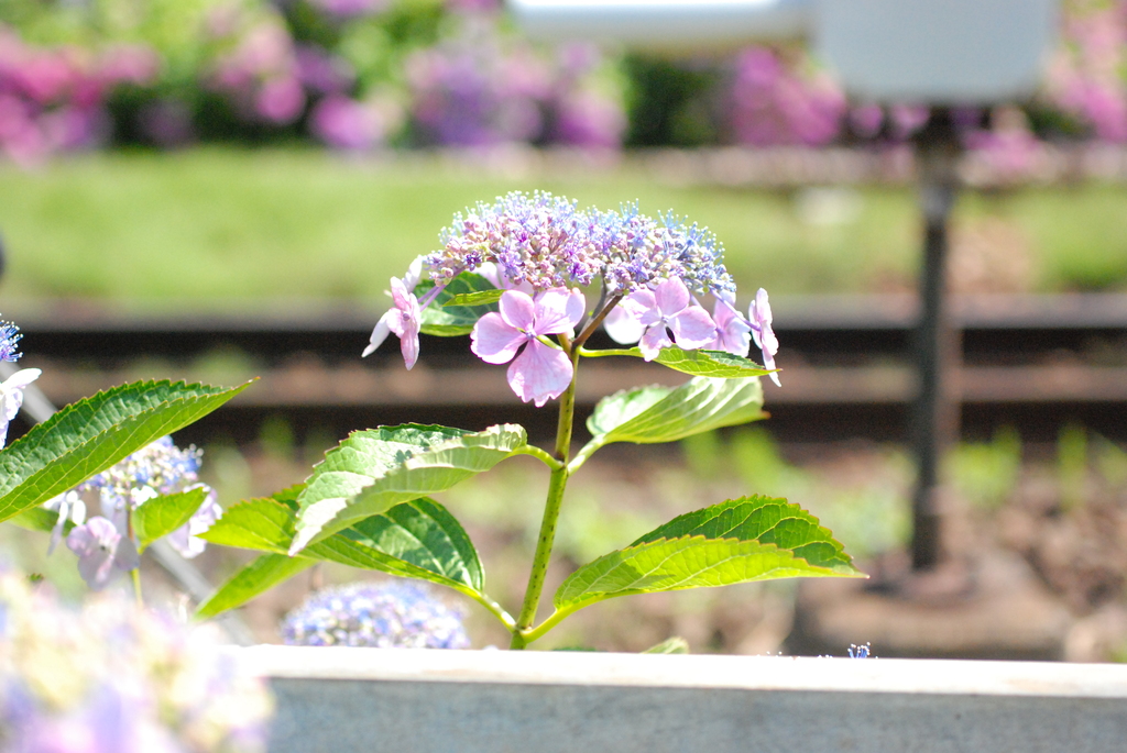 紫陽花と線路