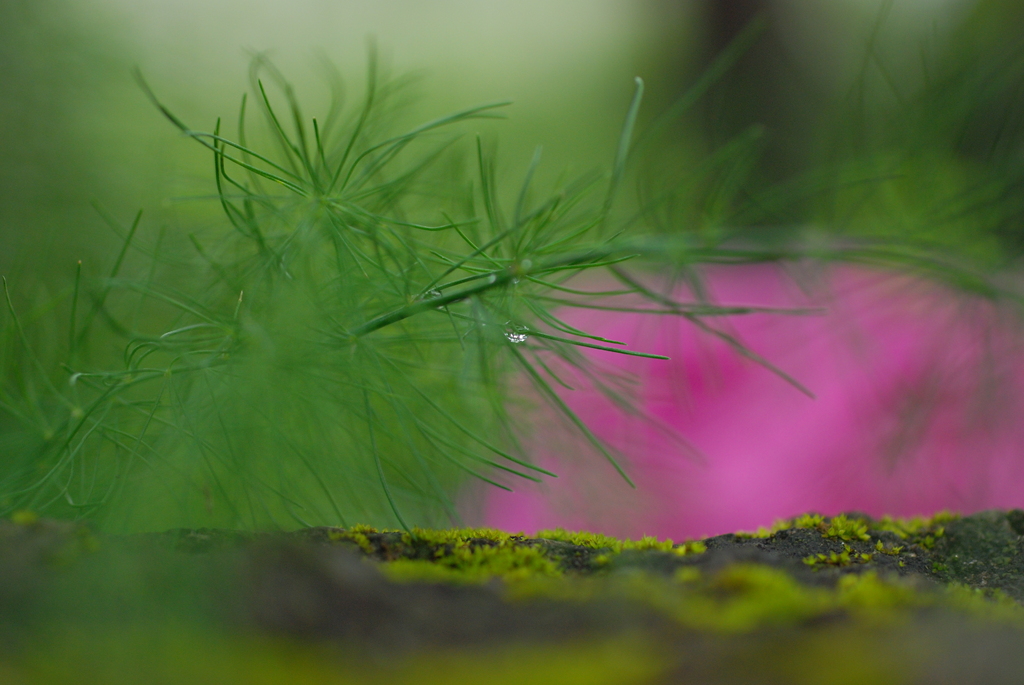 煙る紫陽花