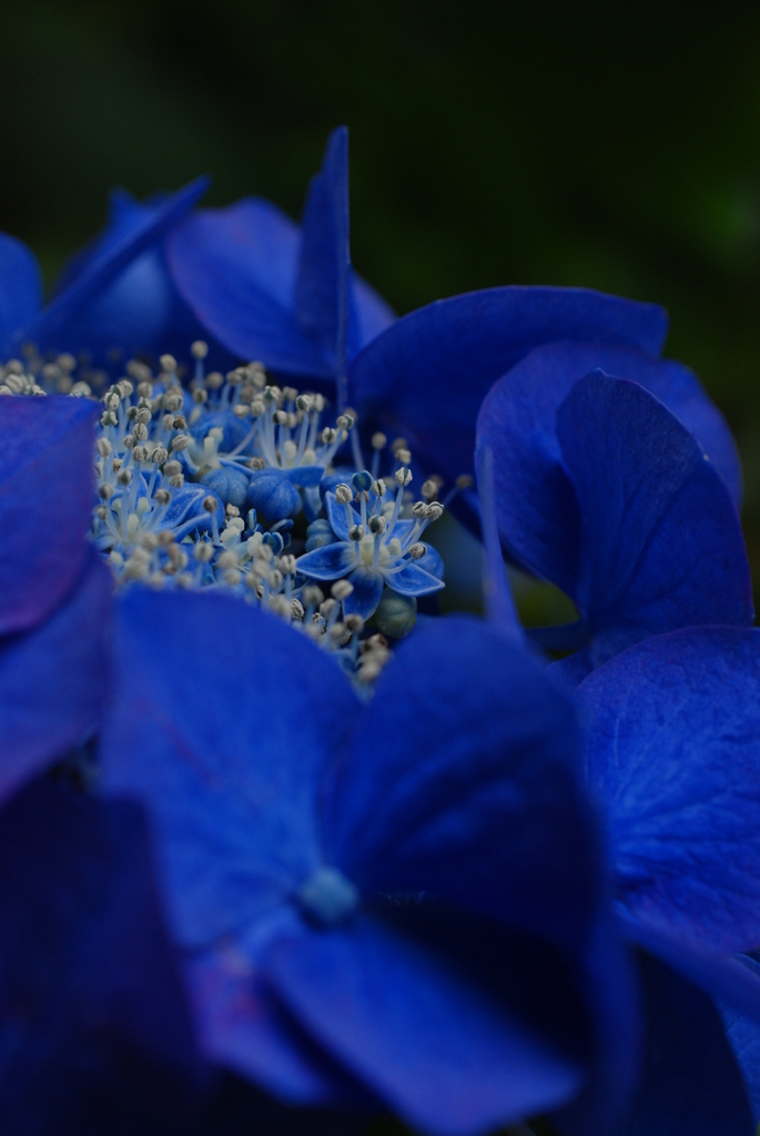 紫陽花