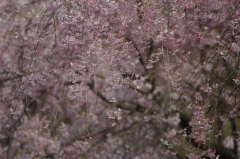 桜、八重枝垂れ桜