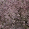 桜、八重枝垂れ桜