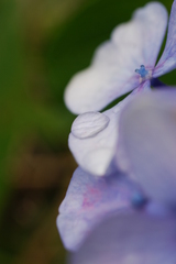 紫陽花〔雨上がりの朝）