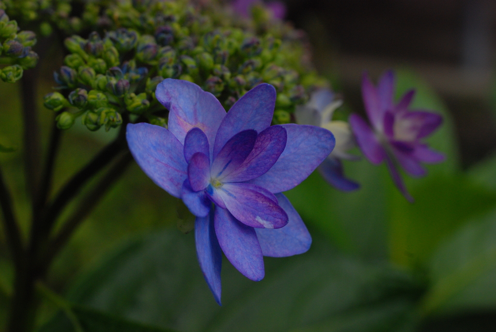 紫陽花