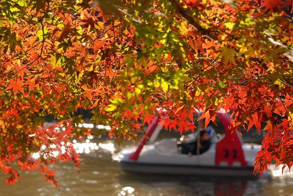 紅葉(井の頭公園）