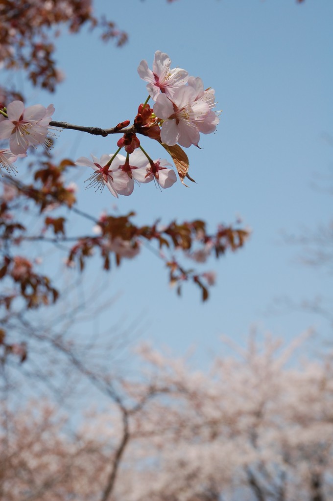 蝦夷山桜