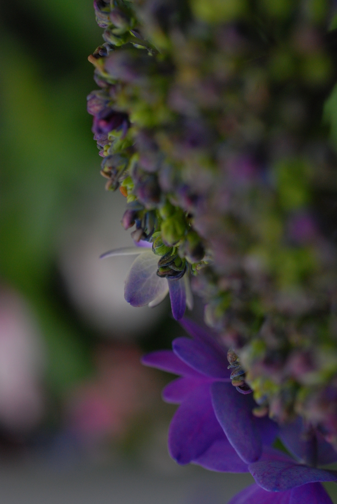 紫陽花
