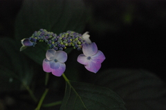 紫陽花（井の頭公園）