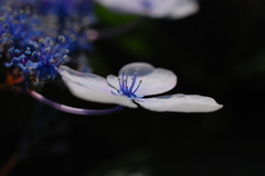 紫陽花（がくあじさいの装飾花）