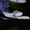 紫陽花（がくあじさいの装飾花）
