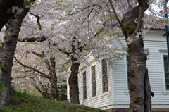 函館の桜