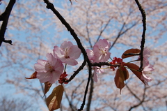蝦夷山桜（２）