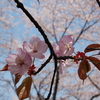 蝦夷山桜（２）