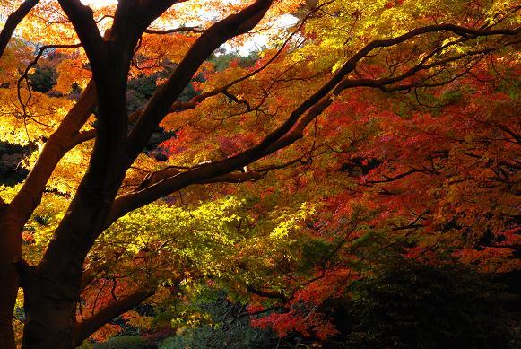 紅葉の東京都庭園美術館