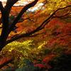 紅葉の東京都庭園美術館