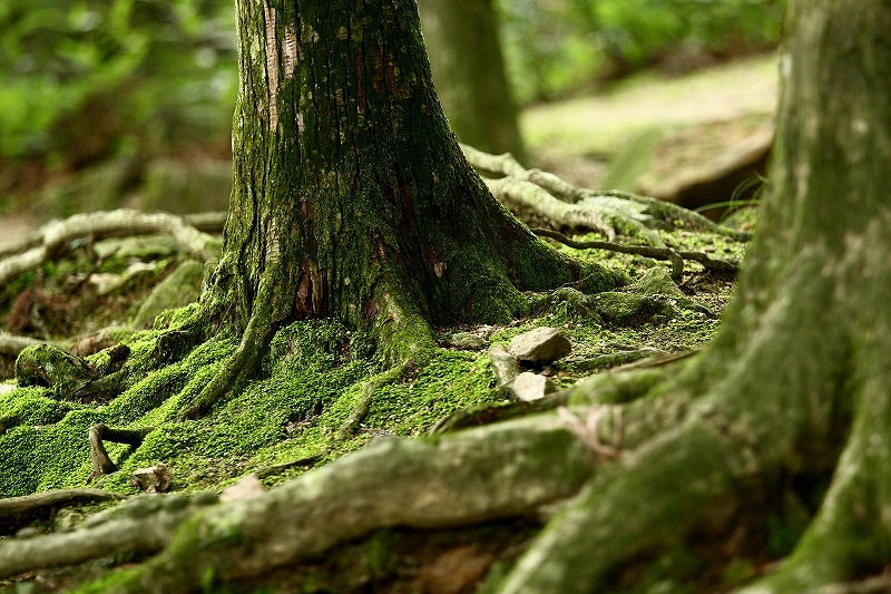 苔衣