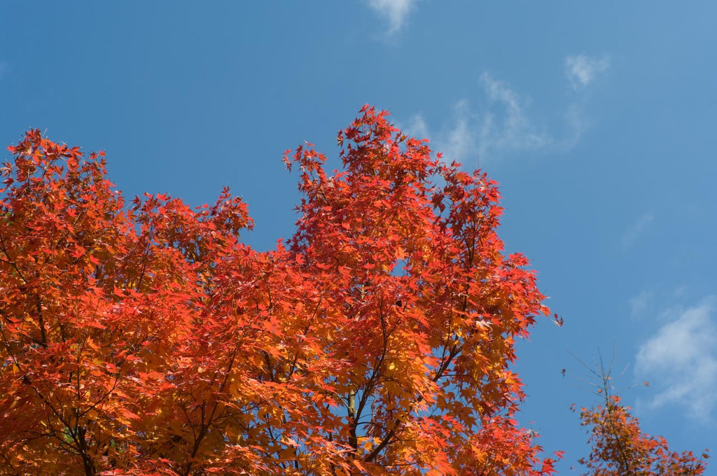 20081128-IMGP6179