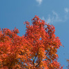 20081128-IMGP6179