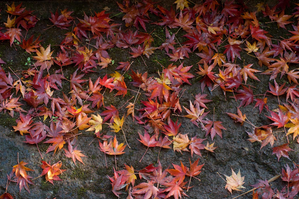 20081128-IMGP6171