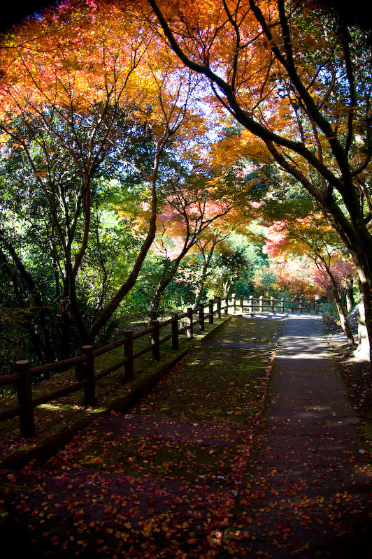 20081202-IMGP6417