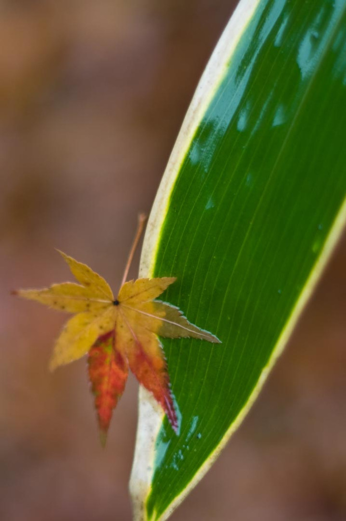 20081209-IMGP7039