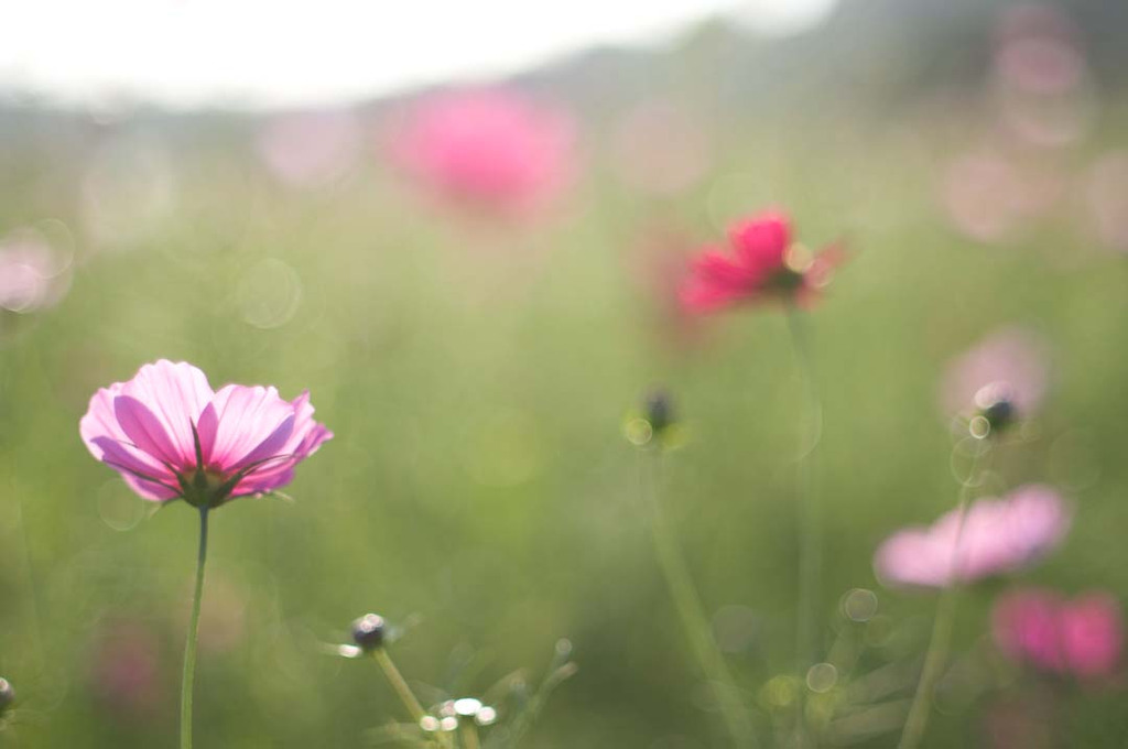 秋桜