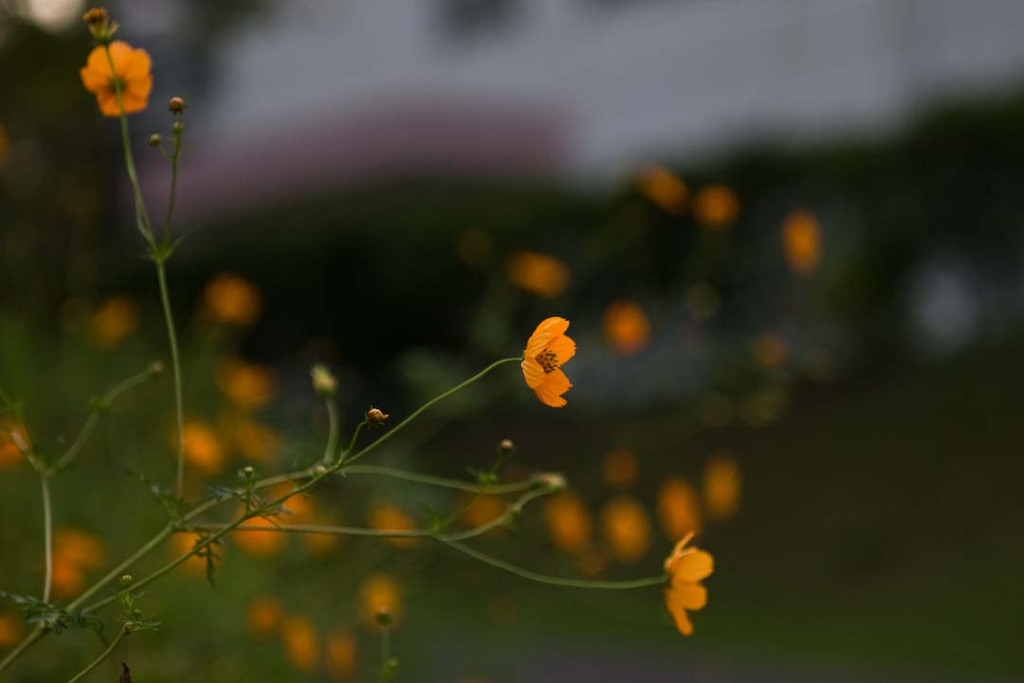 20080923-IMGP4150