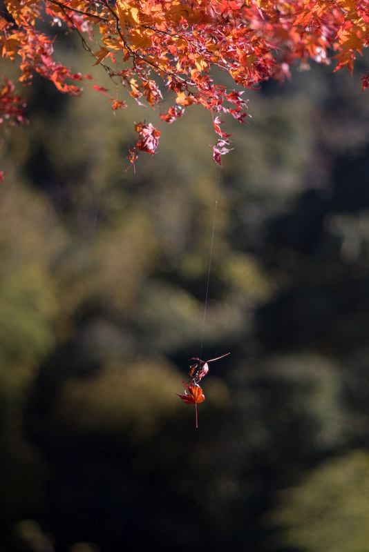 20081202-IMGP5696