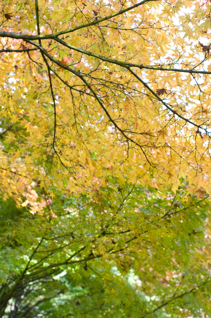 20081128-IMGP6142
