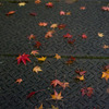 20081128-IMGP6152