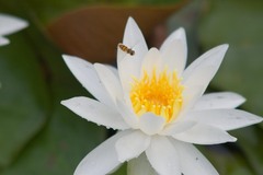 water lily