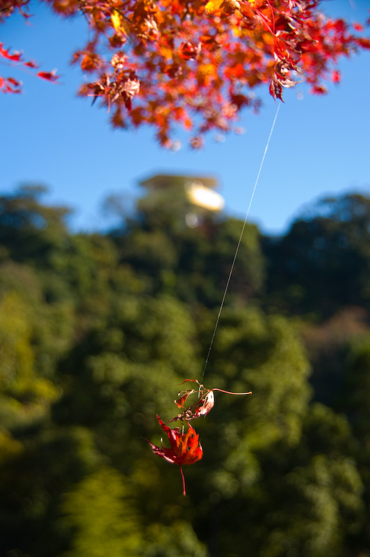 20081202-IMGP6424