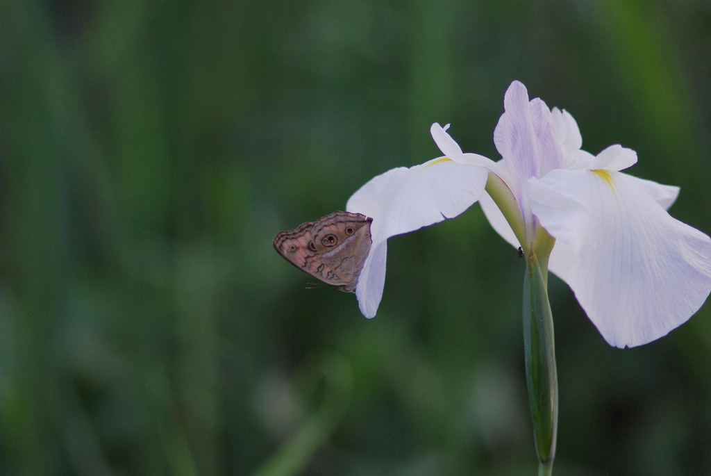 butterfly