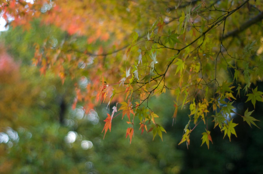 20081128-IMGP6120