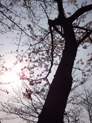 東海市中ノ池の桜。