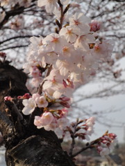 中ノ池の桜