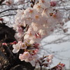 中ノ池の桜
