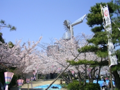 桃山公園の風車と桜