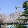 桃山公園の風車と桜