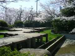 桃山公園の桜